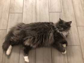 Lost Cat