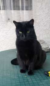 Lost Cat