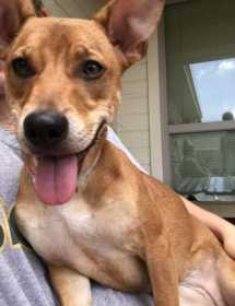 Lost Dog