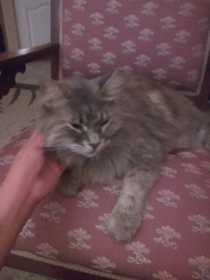 Lost Cat
