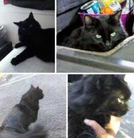 Lost Cat