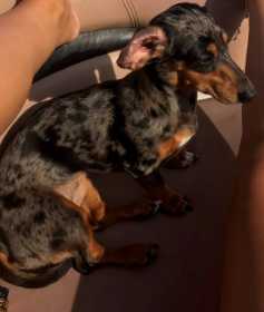Lost Dog