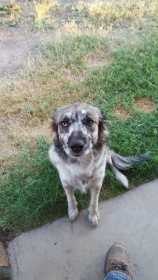 Lost Dog
