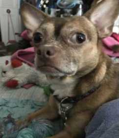 Lost Dog