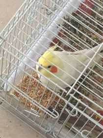 Lost Cockatiel