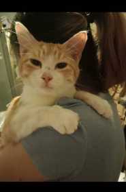 Lost Cat