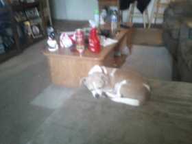 Lost Dog