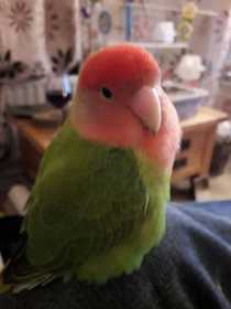 Lost Lovebird