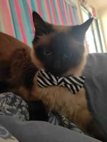 Lost Cat