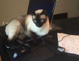 Lost Cat