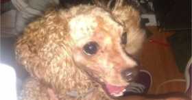 Lost Dog