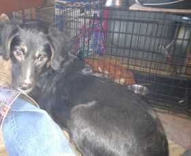 Lost Dog