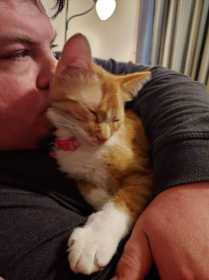 Lost Cat