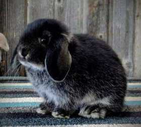 Lost Rabbit