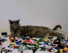 Lost Cat