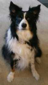 Lost Dog