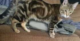 Lost Cat