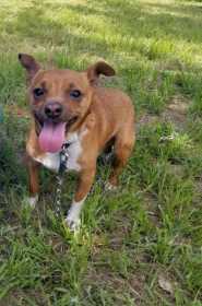 Lost Dog