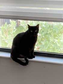 Lost Cat