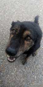 Lost Dog