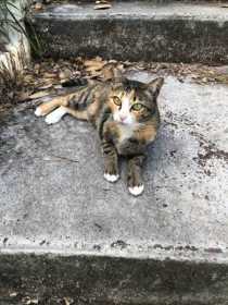 Lost Cat