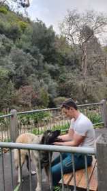 Lost Dog