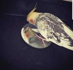 Lost Cockatiel