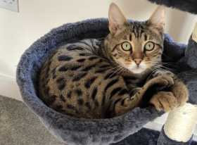 Lost Cat