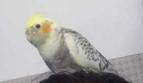 Lost Cockatiel