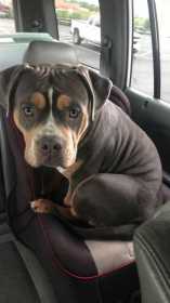 Lost Dog