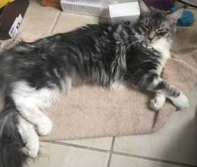 Lost Cat