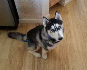Lost Dog