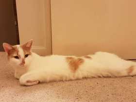 Lost Cat