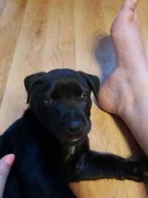 Lost Dog