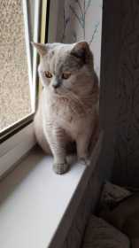 Lost Cat