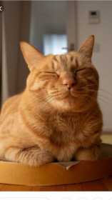 Lost Cat