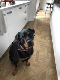 Lost Dog