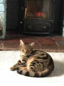 Lost Cat