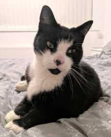 Lost Cat