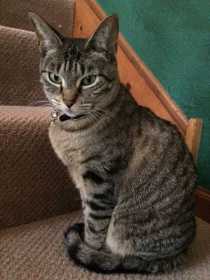Lost Cat
