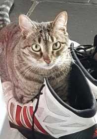 Lost Cat