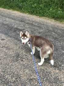 Lost Dog