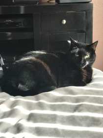 Lost Cat