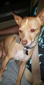 Lost Dog