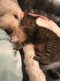 Lost Cat
