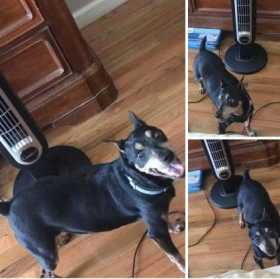 Lost Dog