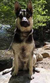 Lost Dog