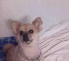 Lost Dog