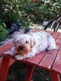 Lost Dog
