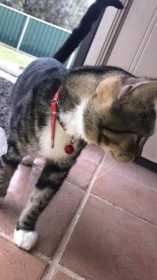 Lost Cat